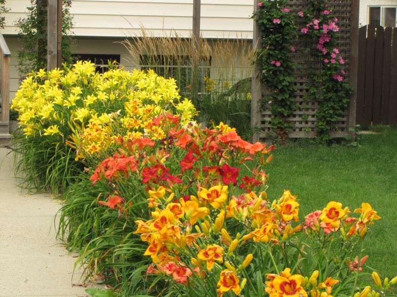 photo Aug1514daylilies1.jpg